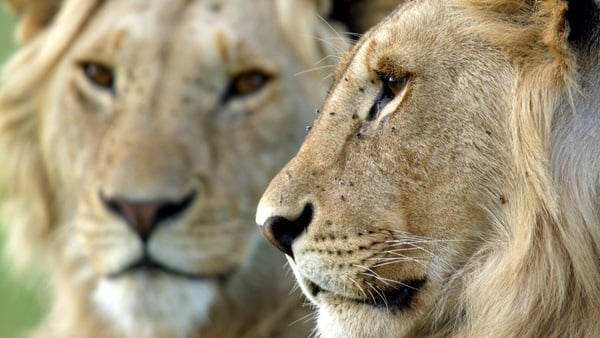 NatGeo's 'Lion' Roars With Family, Courage, and (Wild)Life Lessons